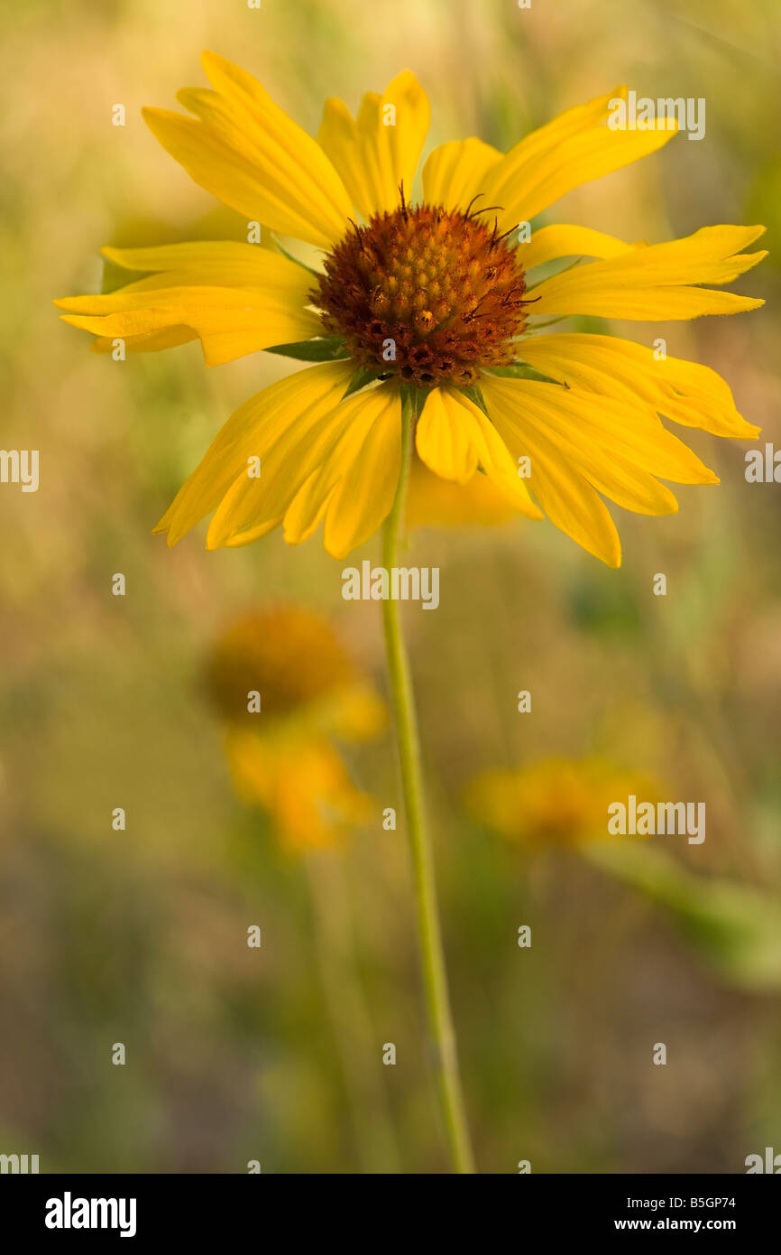 Couverture d'été, fleur, fleur, Oregon, Gaillardia aristata, Columbia River Gorge, wildflower, ou Banque D'Images