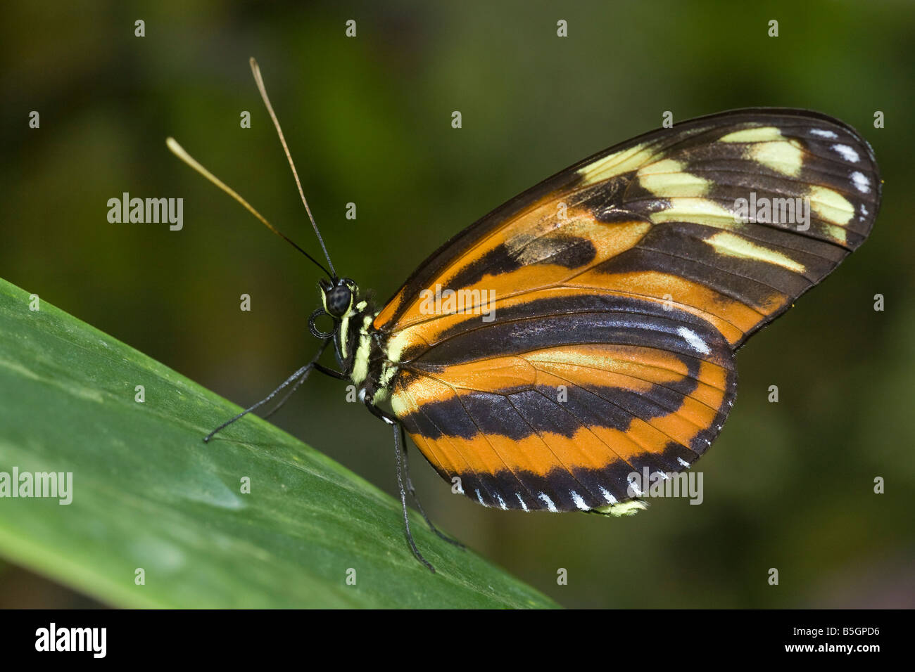 Papillon Banque D'Images