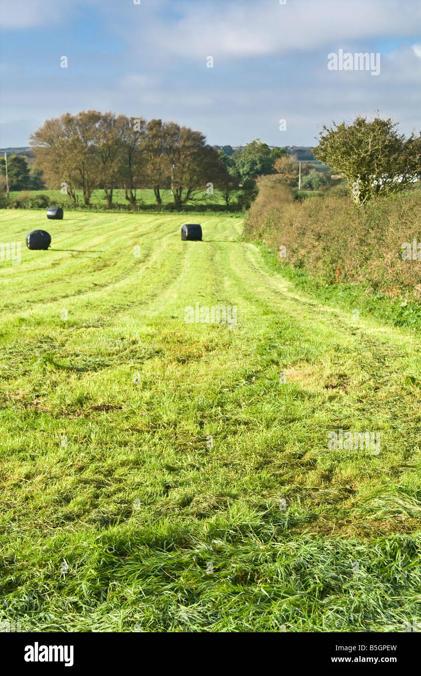L'ensilage bottes de foin dans un champ, au Royaume-Uni. Banque D'Images
