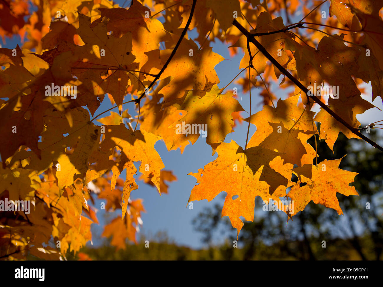 Les feuilles de l'érable de Norvège dans la couleur de l'automne. Photographié à Harpers Ferry, West Virginia. Banque D'Images
