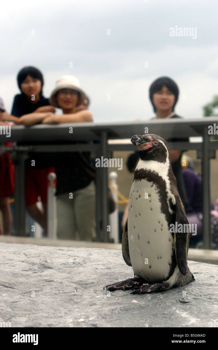 Manchot de Humboldt Spheniscus humboldti aka Pingouin péruvien ou Patranca dans Zoo Asahiyama Hokkaido au Japon Banque D'Images