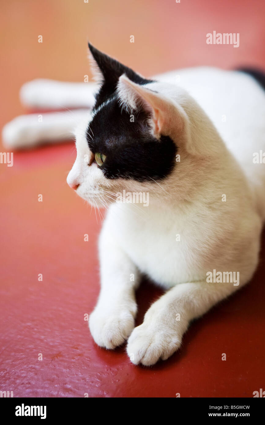 Portrait d'un chat noir et blanc Banque D'Images