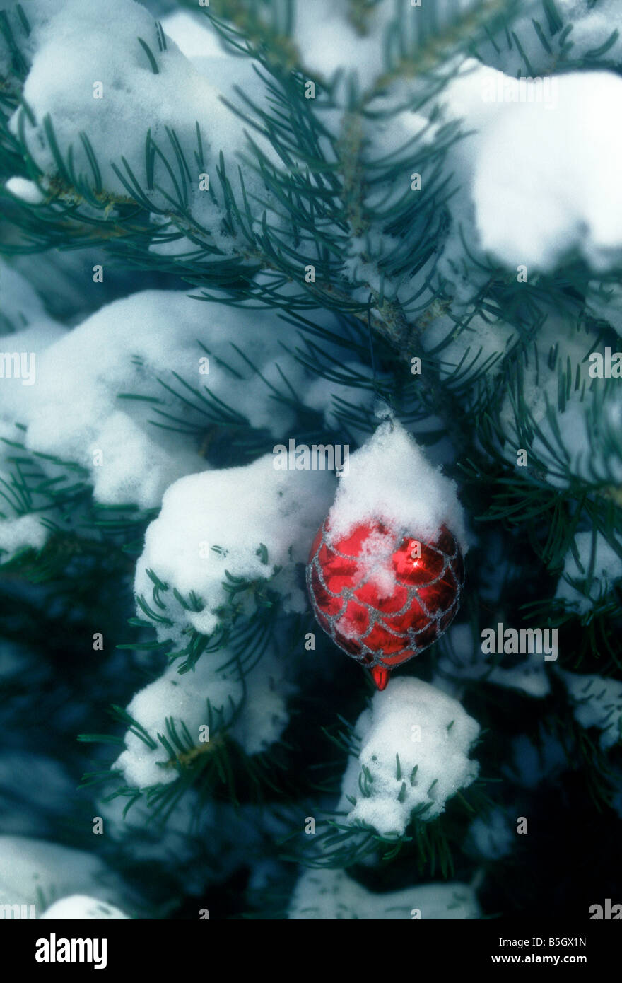 Un ornement de Noël couvert de neige est suspendu dans un arbre de pin ponderosa, Colorado-NOUS Banque D'Images