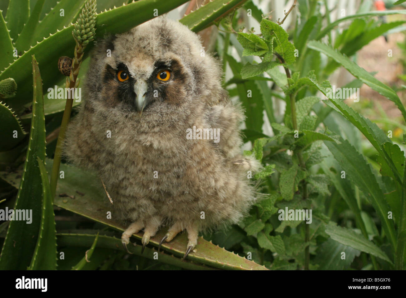 Jeune hibou des marais Asio otus Israël PRINTEMPS Avril 2007 Banque D'Images