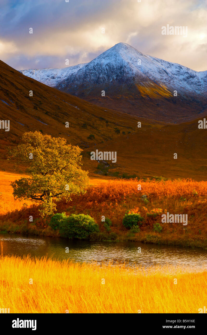 Seul arbre contre une montagne enneigée glen etive highlands écossais Banque D'Images