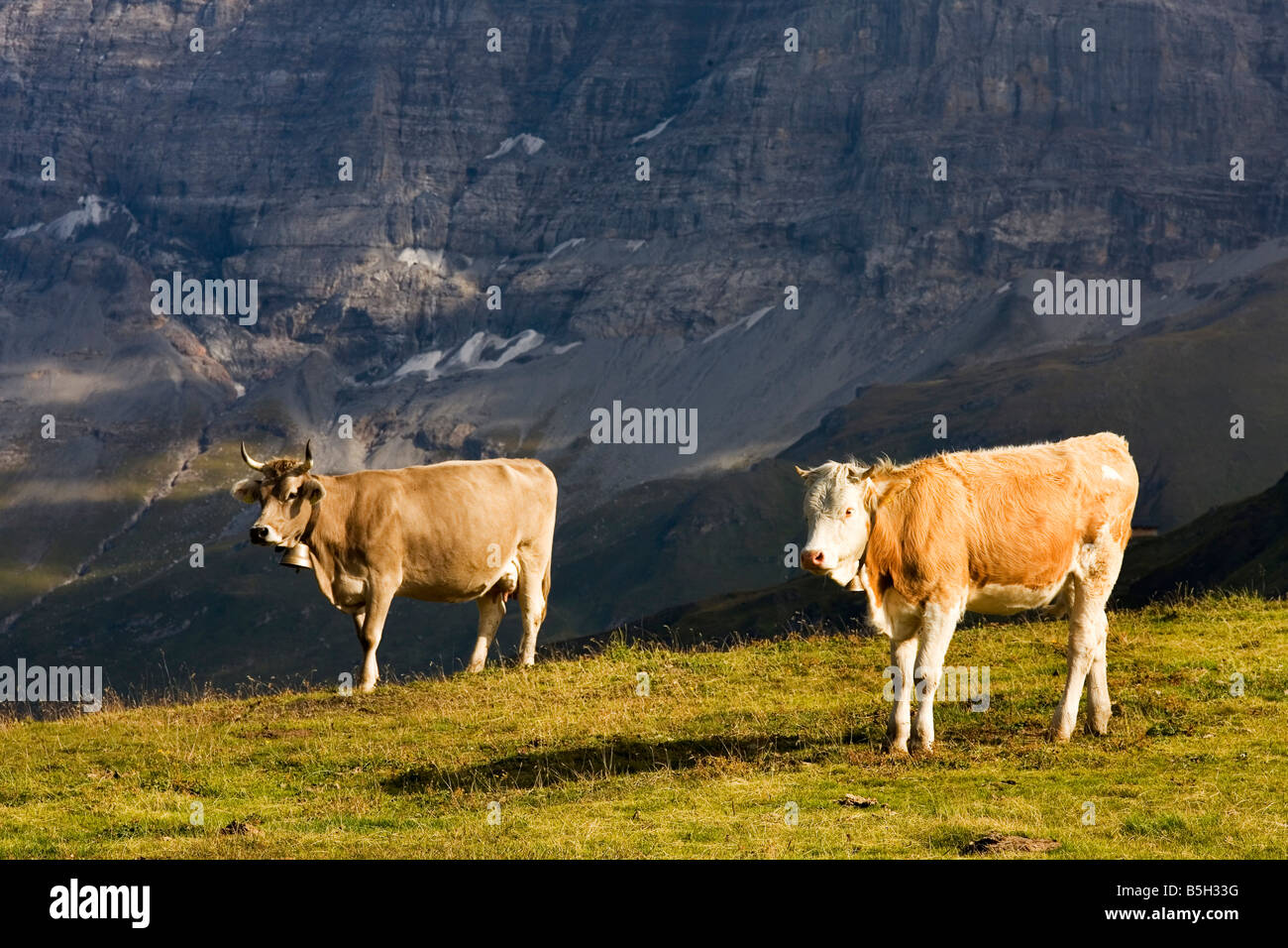 Vaches alpines avec la montagne en arrière-plan Suisse Banque D'Images