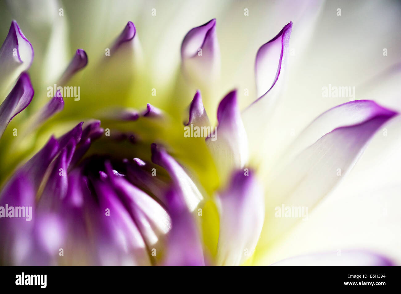 Gros plan d'une fleur Dahlia violet et blanc Banque D'Images