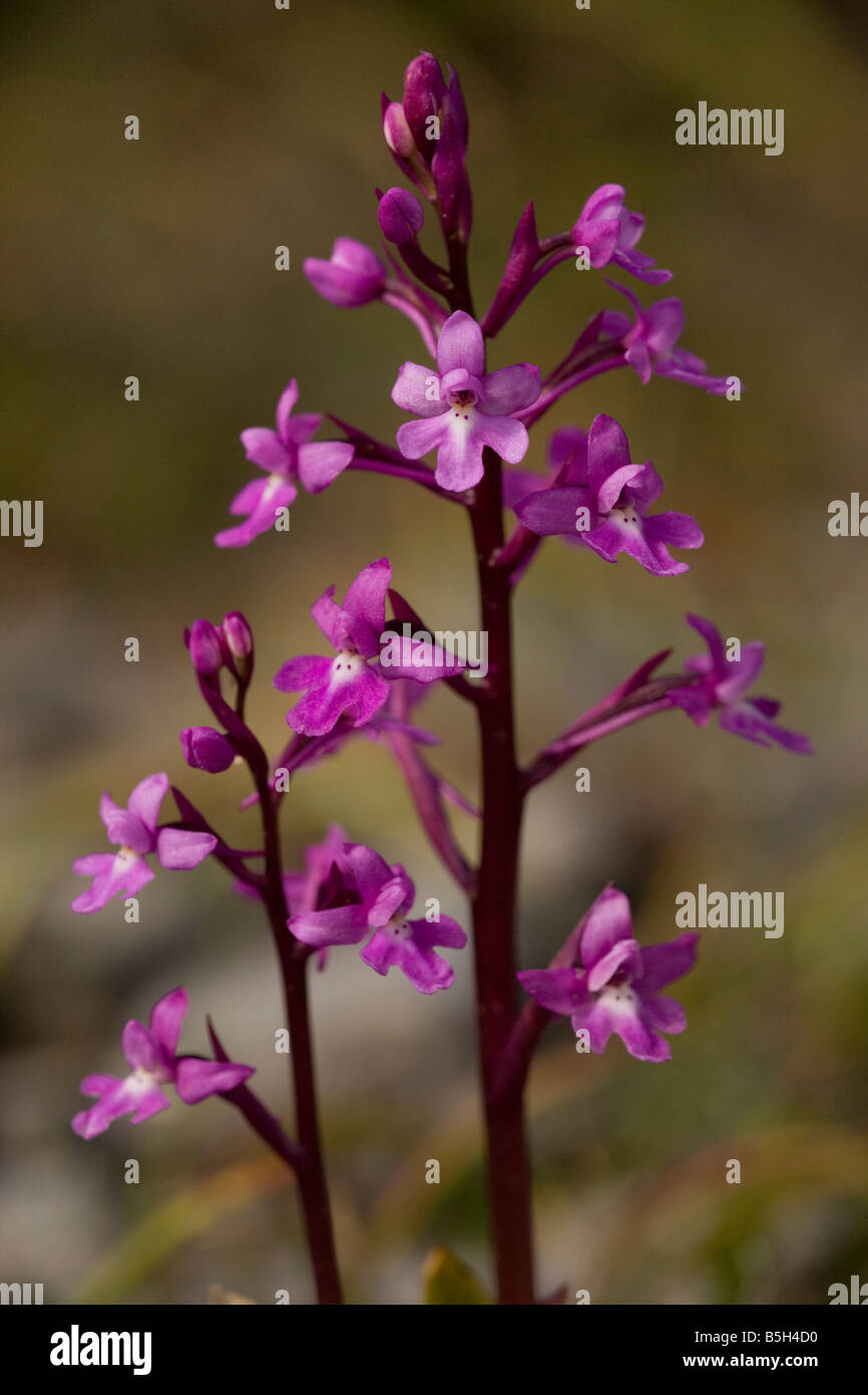 Four-spotted Orchid Orchis quadripunctata Crete Banque D'Images