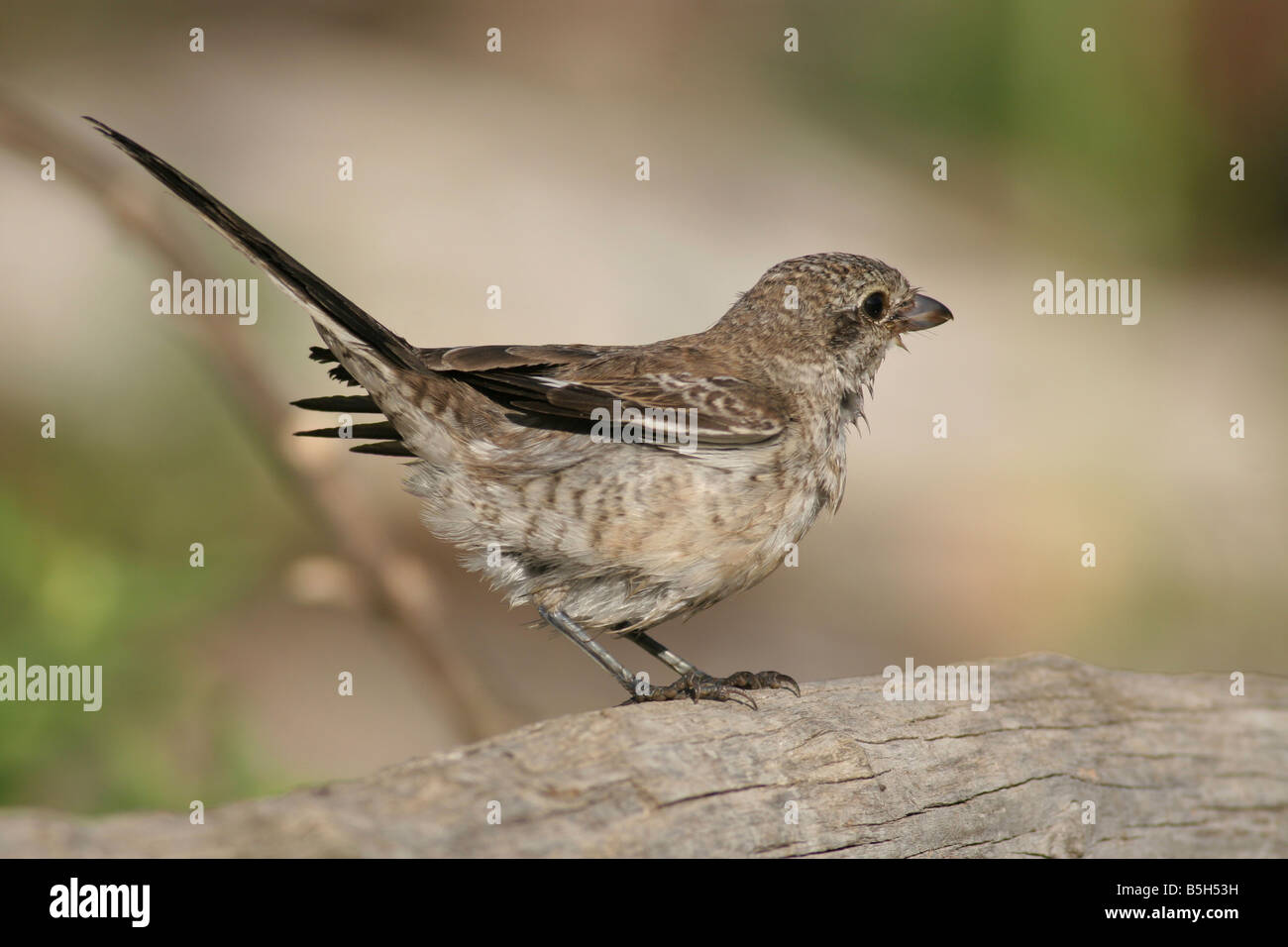 Les jeunes Woodchat Shrike Lanius sénateur Israël de l'été Août 2008 Banque D'Images