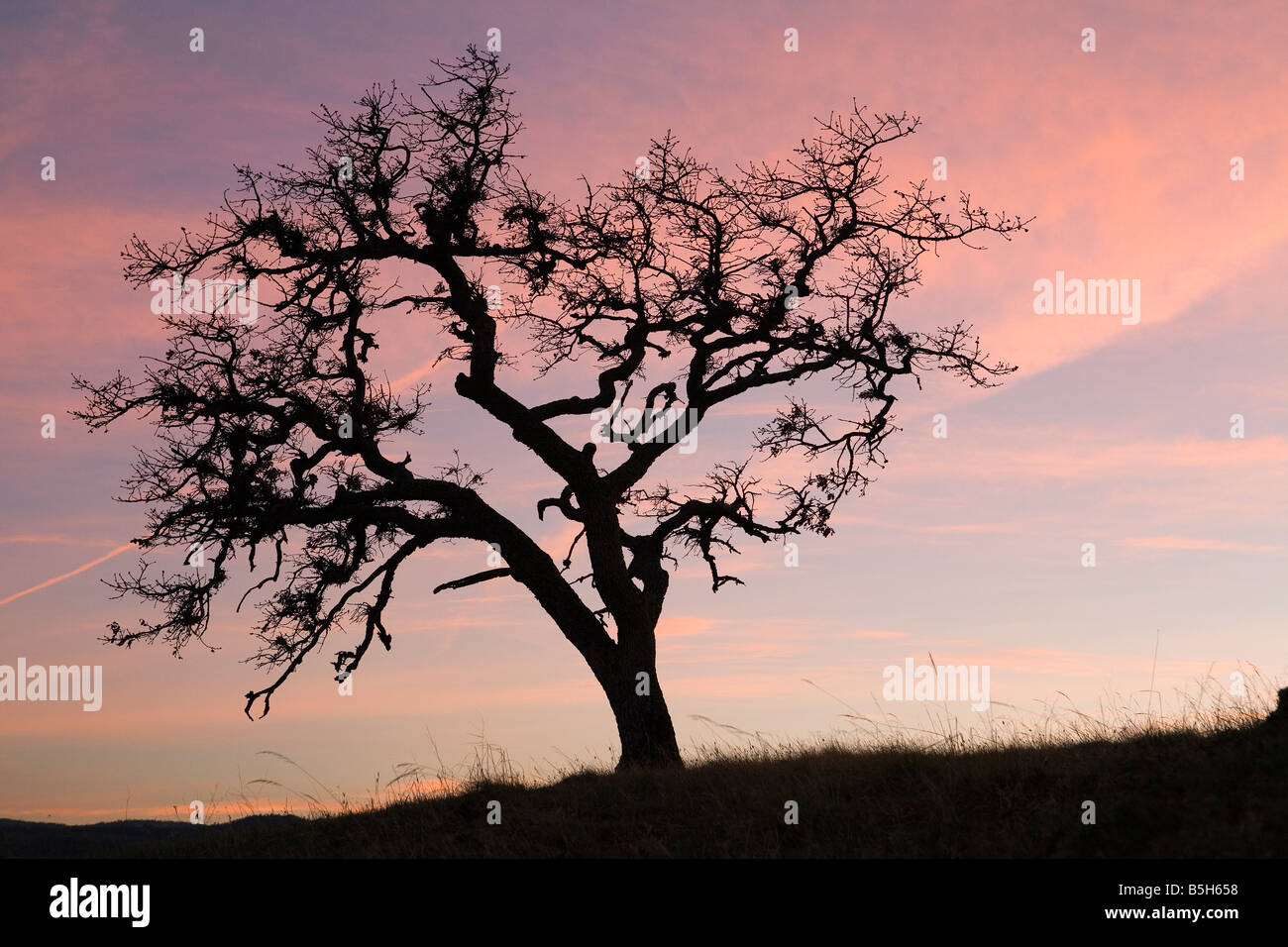 Chêne, coucher de soleil, WA, Washington, Columbia River Gorge, rose, arbre, silhouette, printemps, horizontal, con-sentiers, sky Banque D'Images