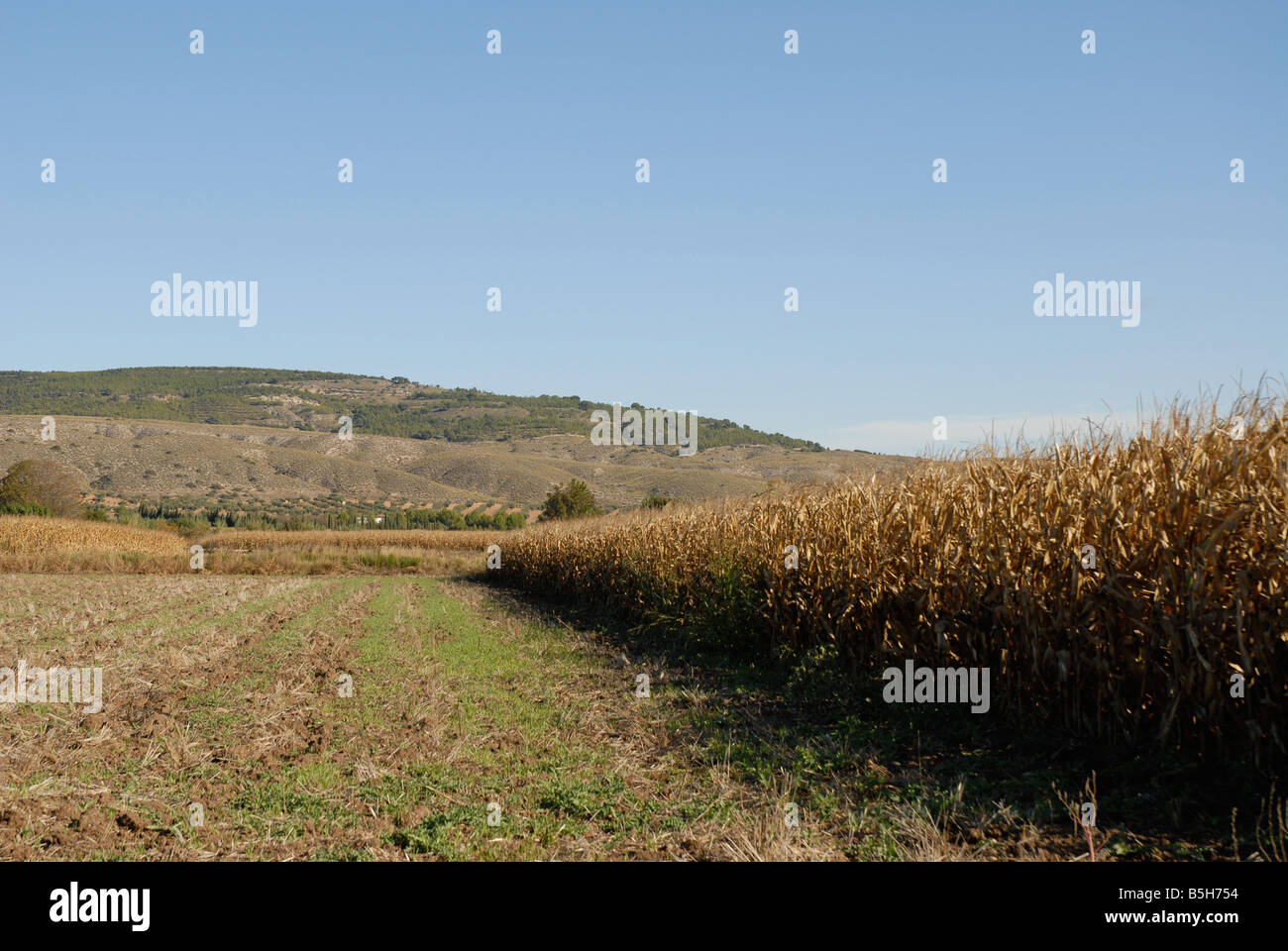 Paysage agricole avec champ de maïs / maïs, près de Chinchon, Comunidad de Madrid, Espagne Banque D'Images