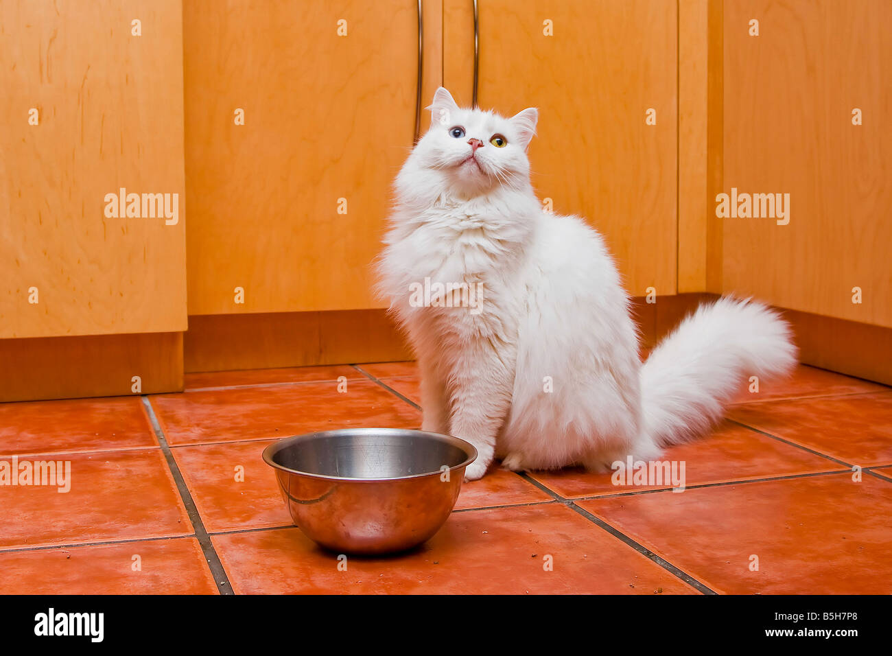 Belle white cat Raggamuffin avec 2 yeux couleur en attente d'être servi de  la nourriture à côté de son bol de nourriture dans une cuisine orange Photo  Stock - Alamy