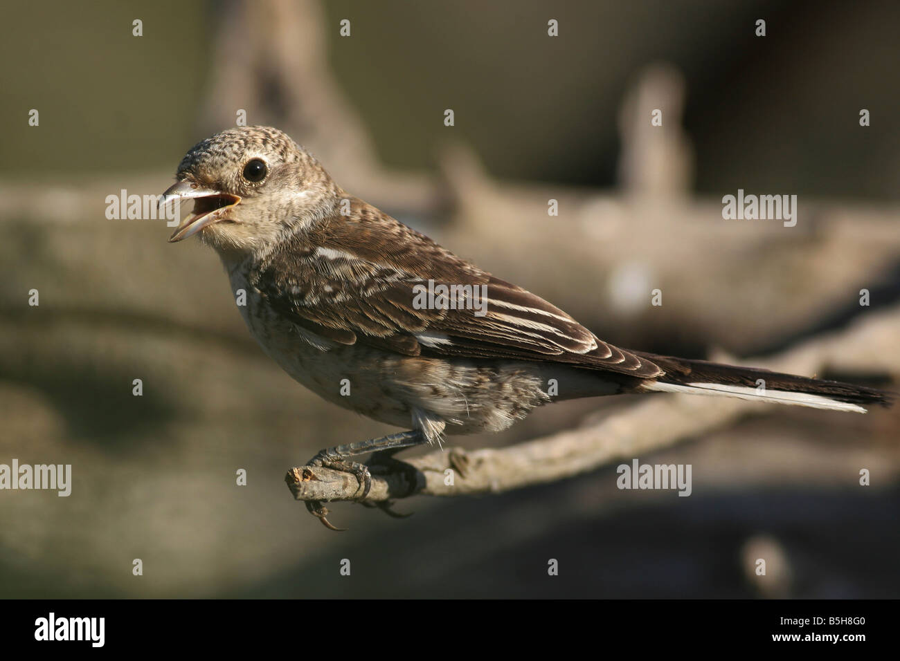 Les jeunes Woodchat Shrike Lanius sénateur Israël de l'été Août 2008 Banque D'Images