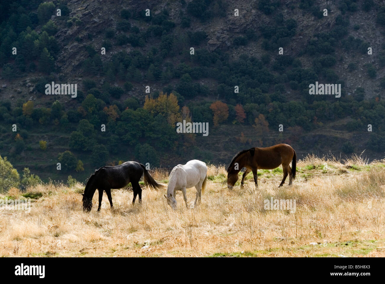 Les chevaux au pâturage dans les montagnes de la Sierra Nevada en Andalousie, dans le sud de l'Espagne Banque D'Images