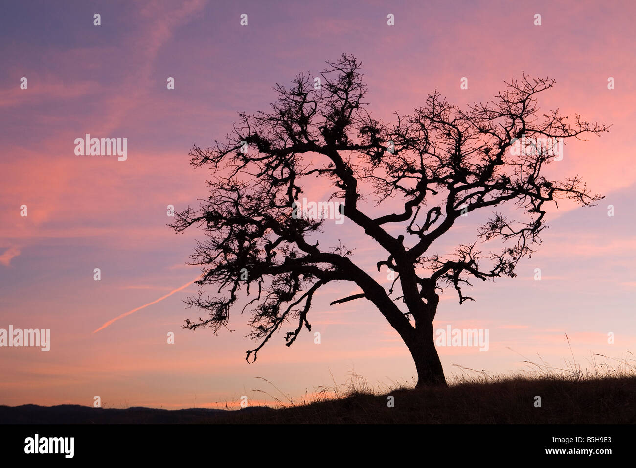 Chêne, coucher de soleil, WA, Washington, Columbia River Gorge, rose, arbre, silhouette, printemps, horizontal, con-sentiers, sky Banque D'Images