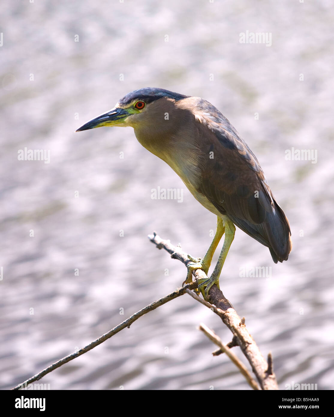 Bihoreau gris noir Banque D'Images