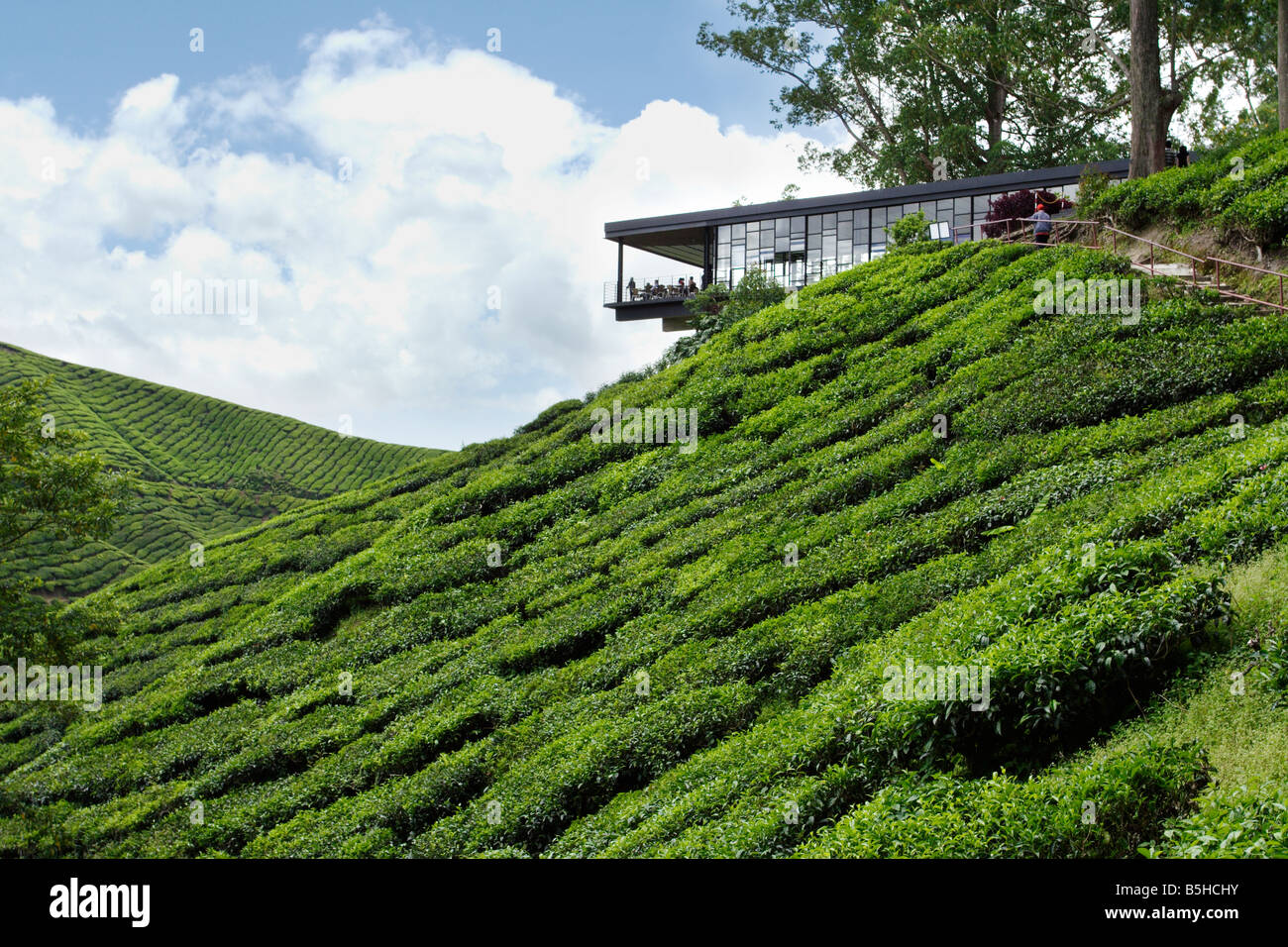 Restaurant à flanc de colline sur une plantation de thé sur le coteau de Cameron Highland en Malaisie. Banque D'Images