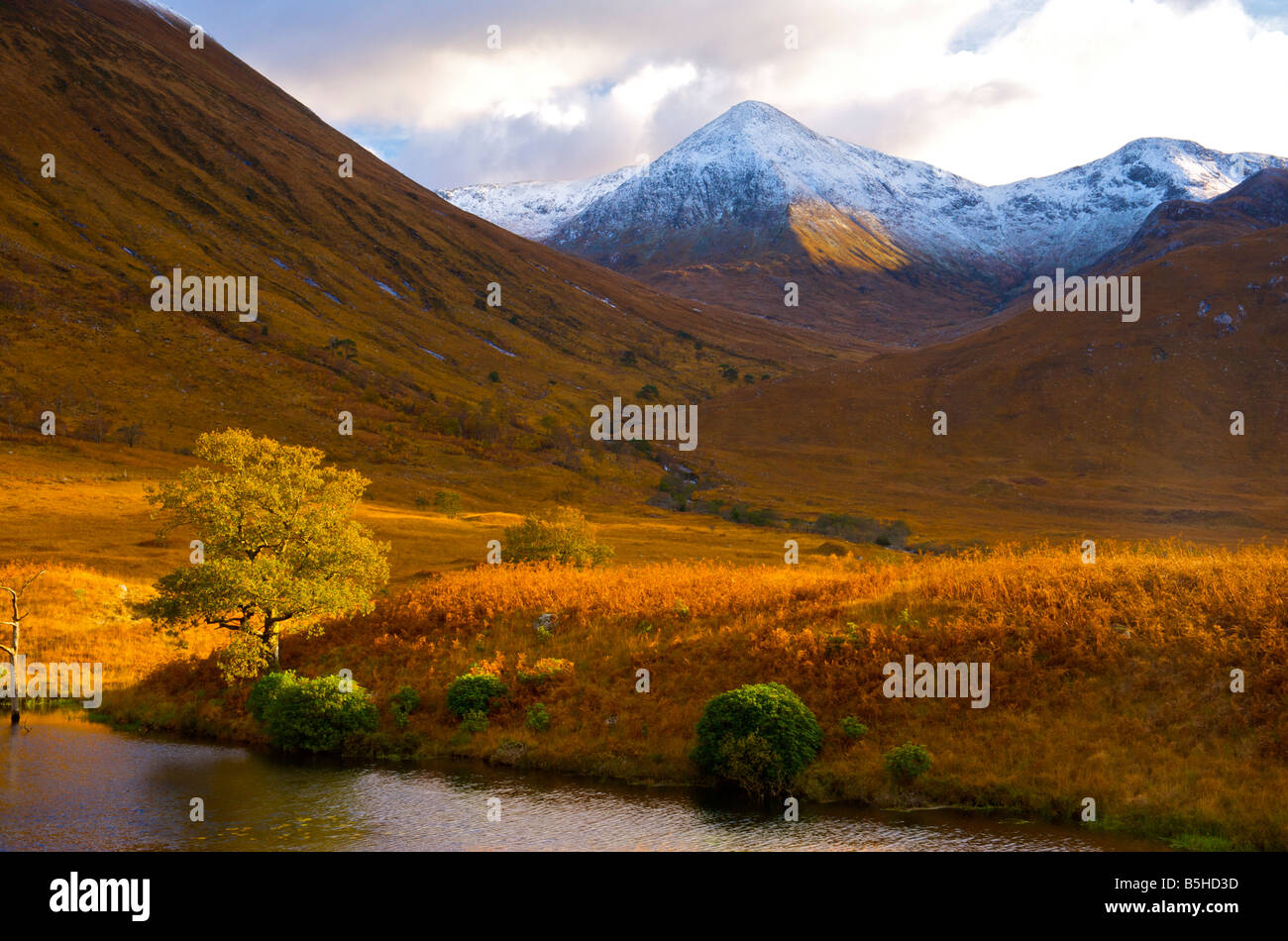 Seul arbre contre une montagne enneigée glen etive highlands écossais Banque D'Images