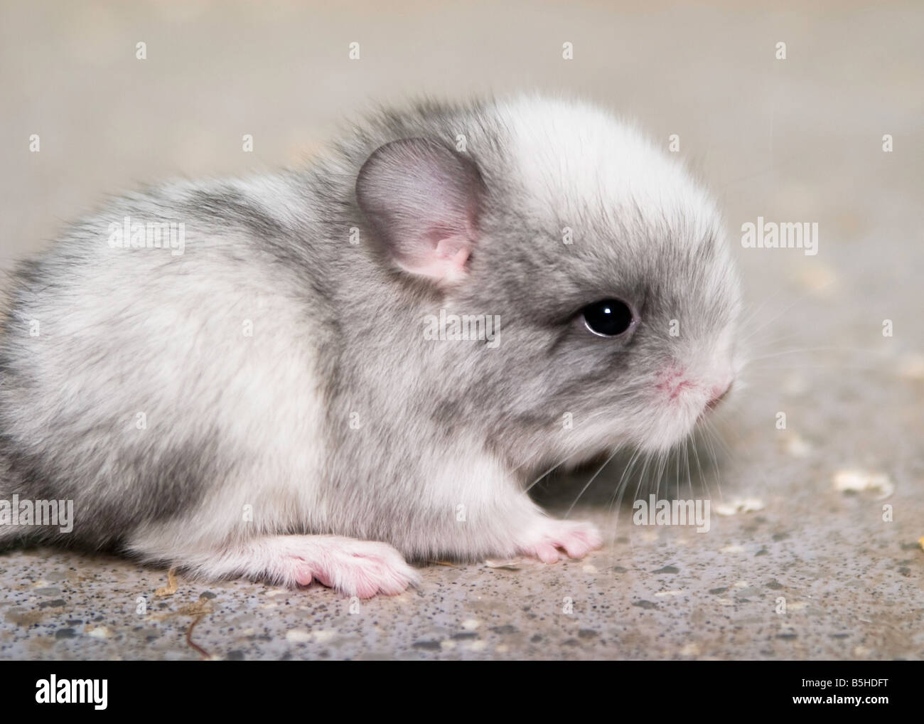 Bebe Chinchilla Photo Stock Alamy