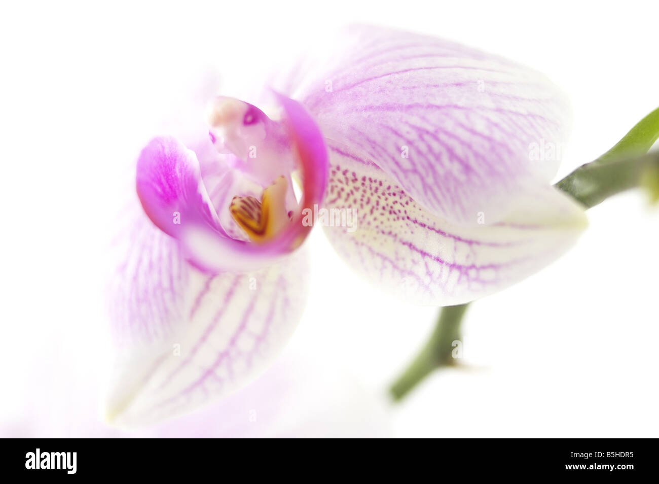 Close up of white Orchid Banque D'Images