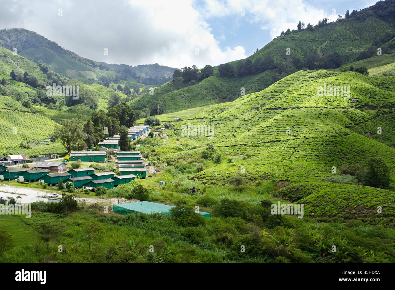 La plantation de thé sur le coteau de Cameron Highland en Malaisie. Banque D'Images