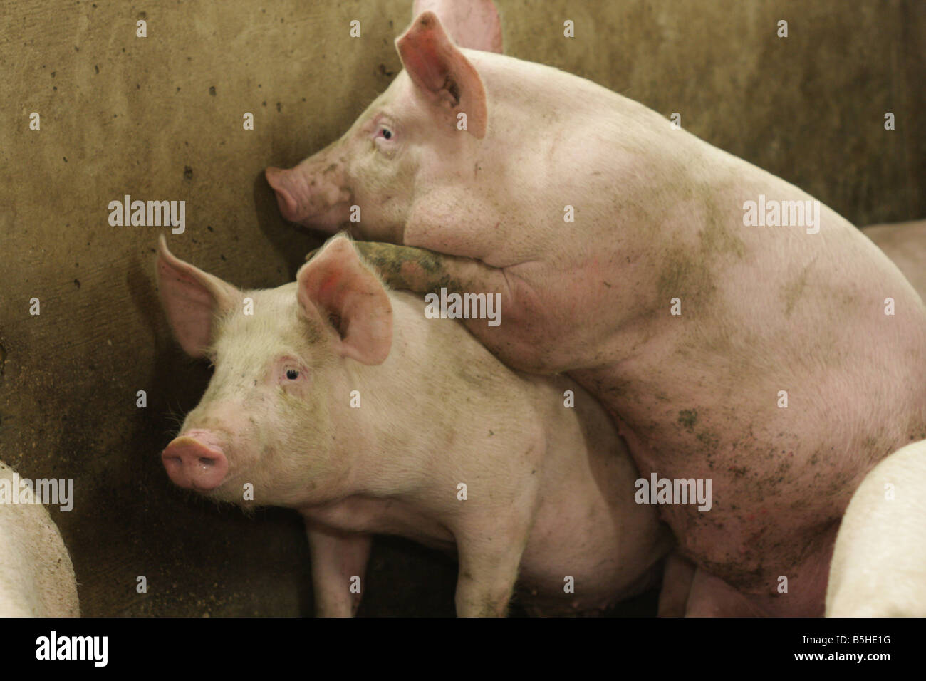 Porcs juste tuer le temps Banque D'Images