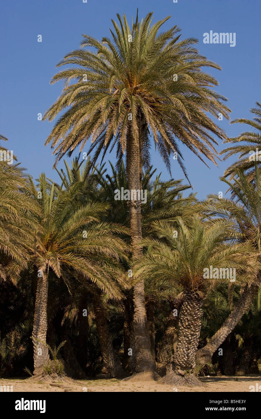 Phoenix theophrastii palmier dattier de Crète qui poussent sur la côte Est de la crète à Vai Banque D'Images