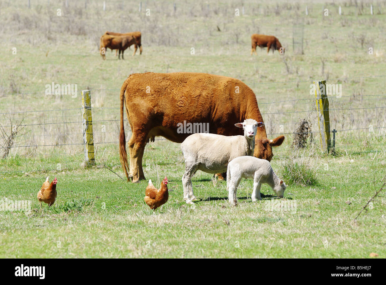 Grande image de moutons les poulets et les vaches à la ferme Banque D'Images