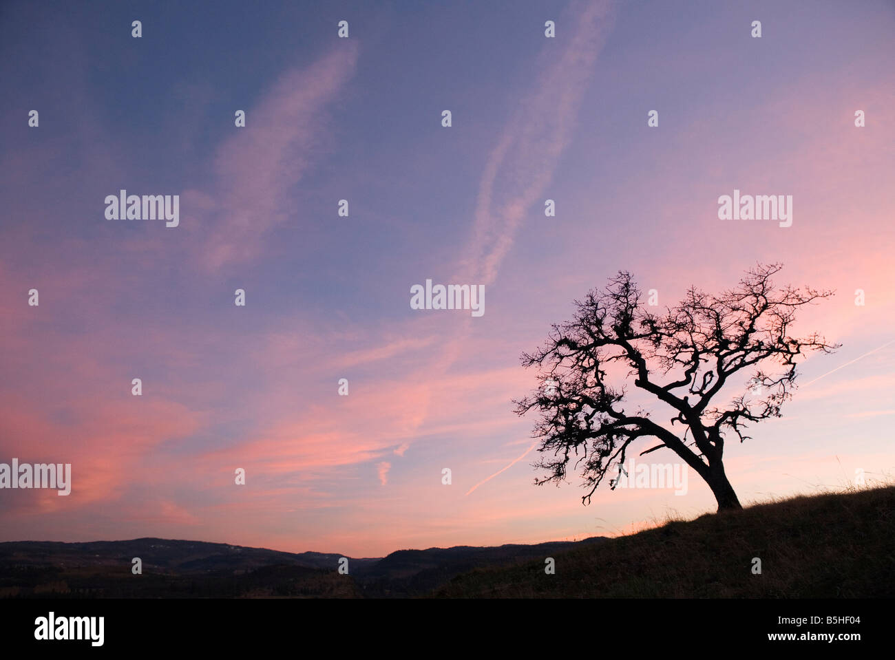 Chêne, coucher de soleil, WA, Washington, Columbia River Gorge, rose, arbre, silhouette, printemps, horizontal, con-sentiers, sky Banque D'Images