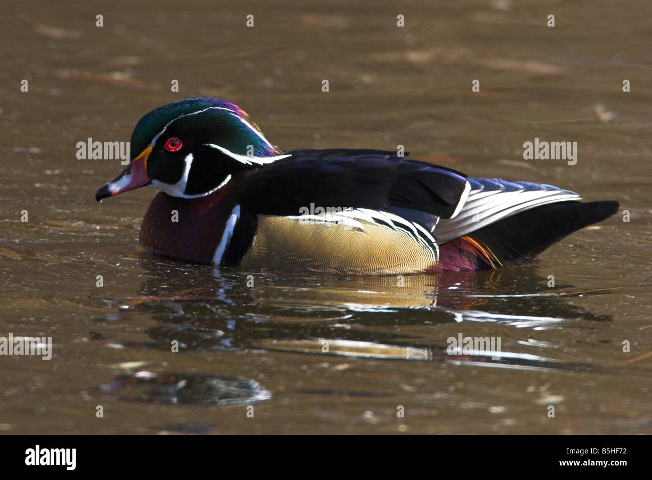 Canard branchu Aix sponsa surface mâle alimentant à l'Étang des rois de l'île de Vancouver Victoria BC en Février Banque D'Images