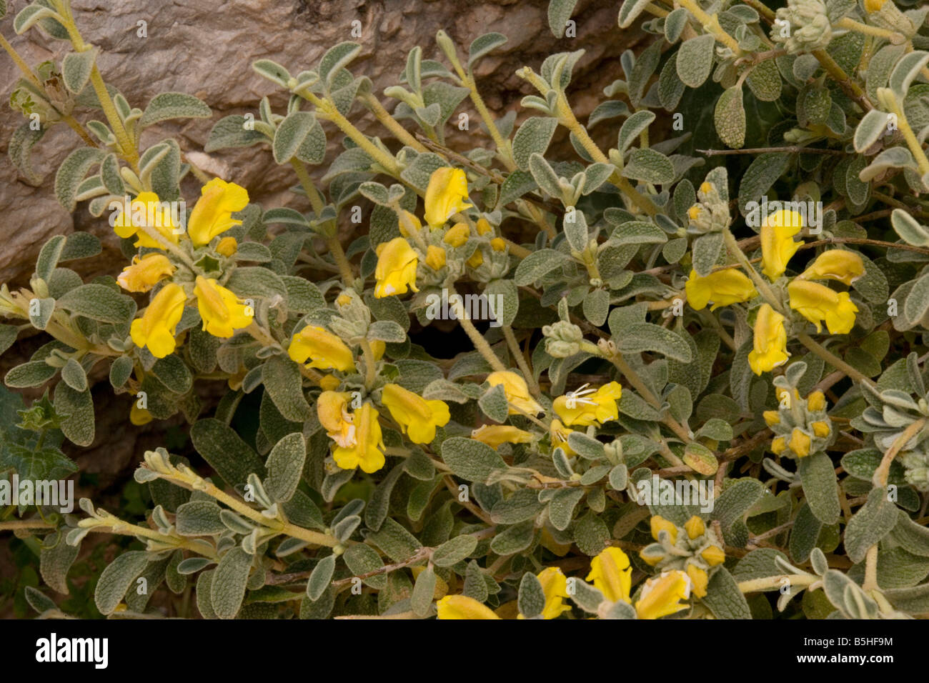 Une espèce endémique de la sauge de Jérusalem Phlomis lanata, East Crete Banque D'Images