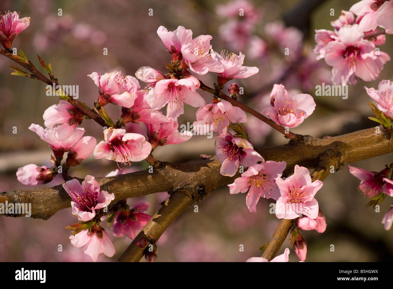 De Peach Blossom Prunus persica au printemps Banque D'Images