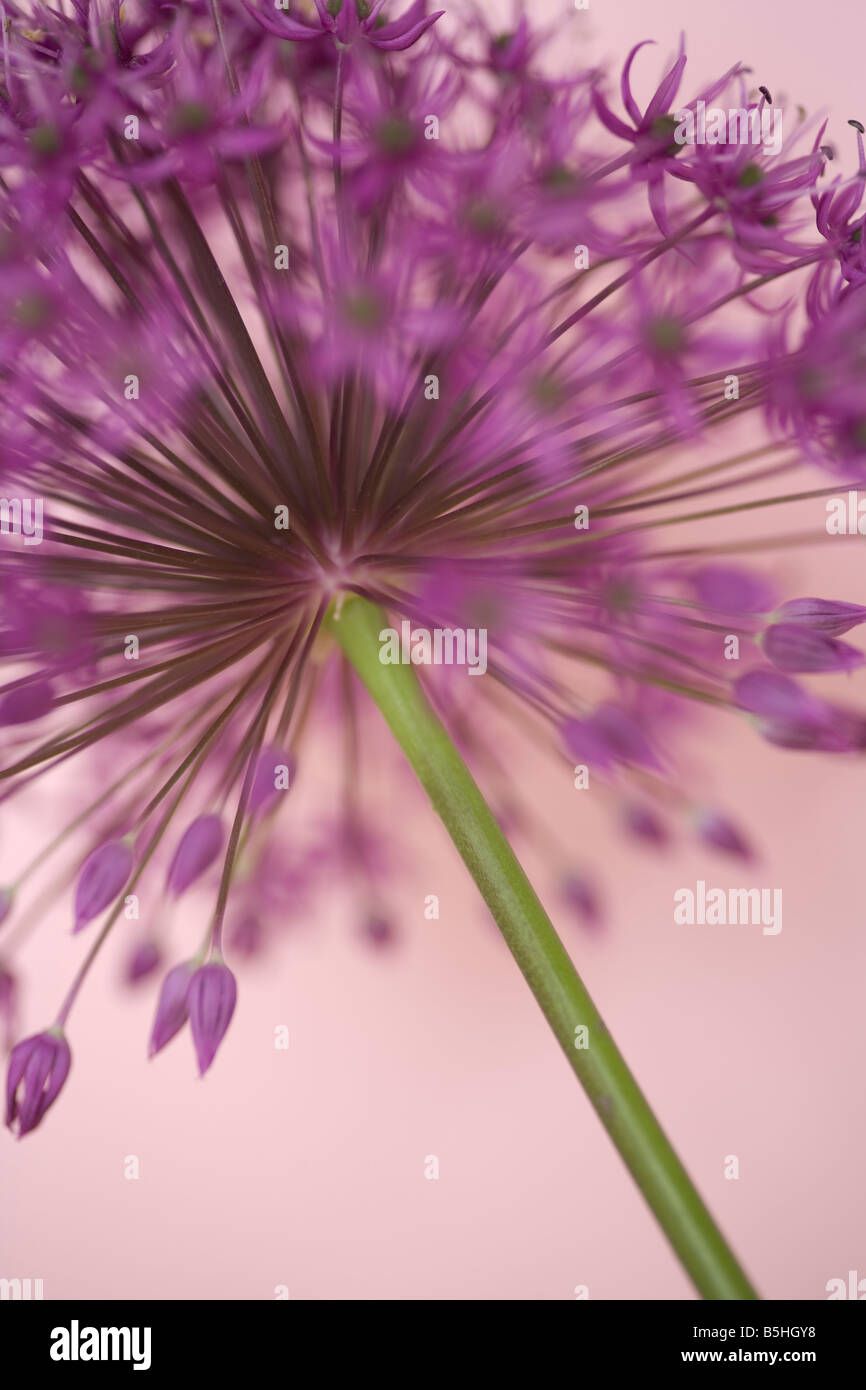 L'image contemporaine d'une fleur d'Allium tête contre un fond rose à l'aide d'une faible profondeur de champ Banque D'Images