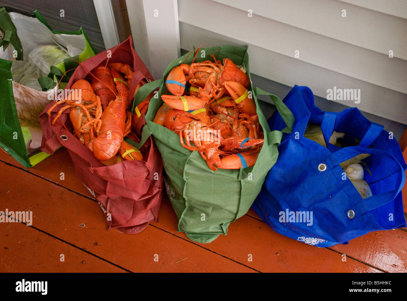 Les homards fraîchement cuit à la Maine, refroidissement sur un porche Banque D'Images