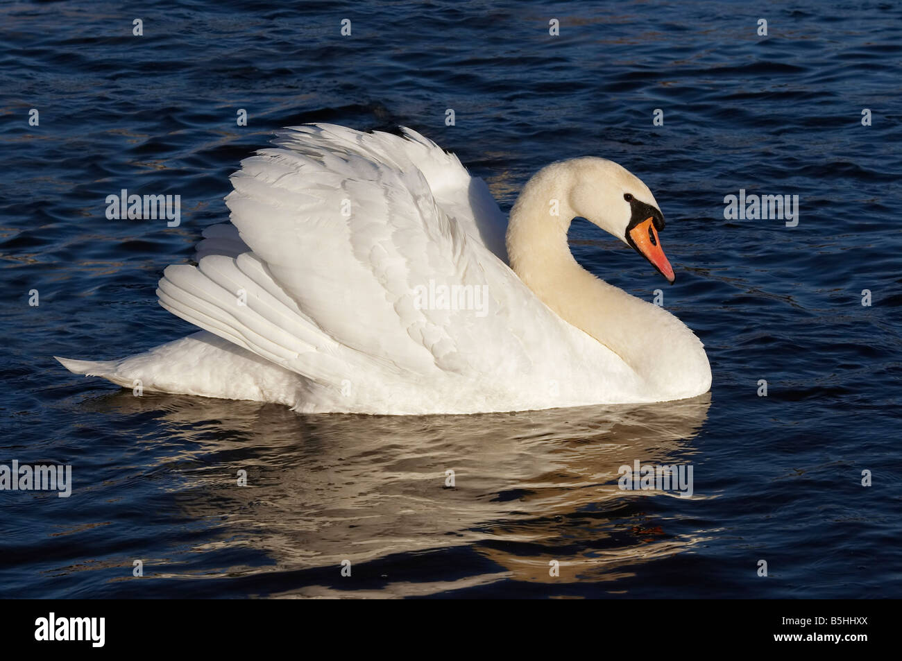 Swan flottant sur l'eau bleue Banque D'Images
