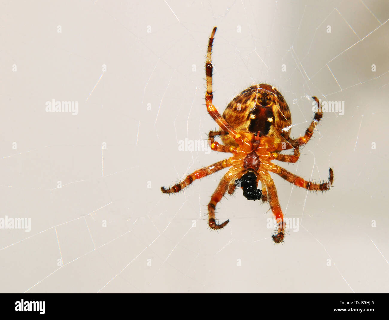 Araneus diadematus mangeant une proie Banque de photographies et d’images à haute résolution Alamy