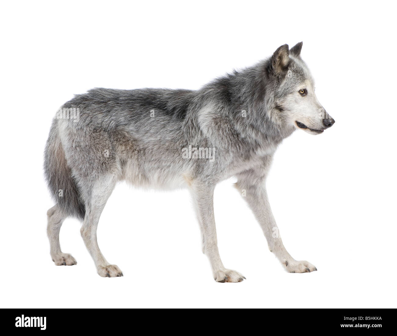 Vallée du Mackenzie 8 ans Loup Canis lupus occidentalis devant un fond blanc Banque D'Images