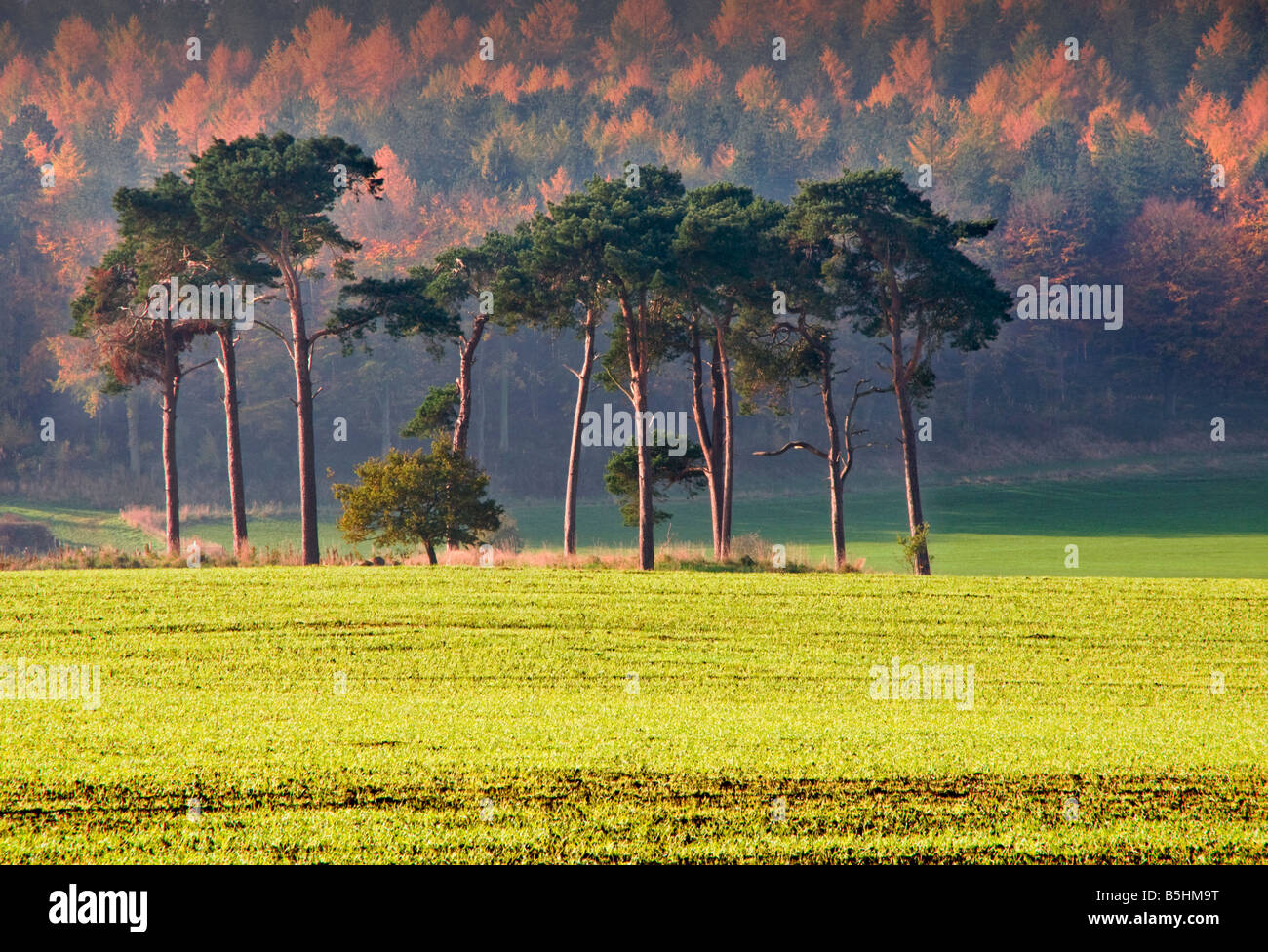 Couleurs d'automne sur le bord de Delamere Forest, Cheshire, England, UK Banque D'Images