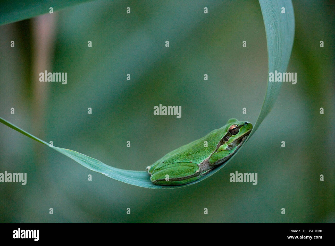 Hyla arborea Rainette commune reposant dans son hamac soir sud de l'Europe Banque D'Images