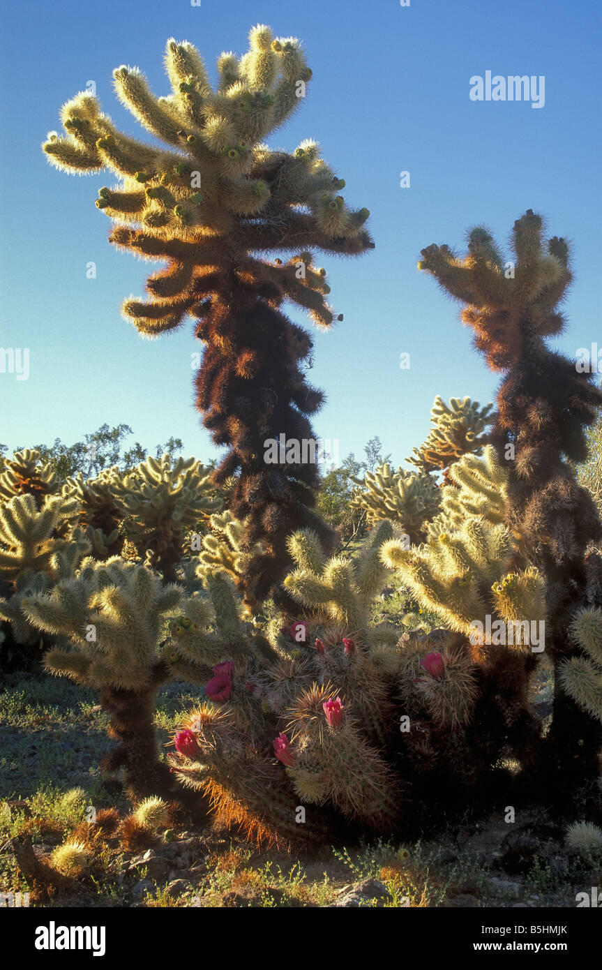 Teddybear Cholla Cactus hérisson et Joshua Tree National Park en Californie Banque D'Images