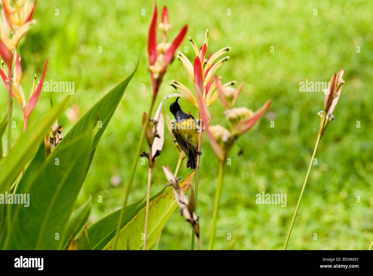 Un sunbird sur une tige florale, les jardins chinois, Singapour Banque D'Images