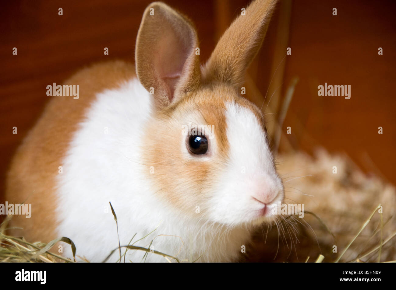 Les Jeunes lapins Hollandais d'alerte Banque D'Images