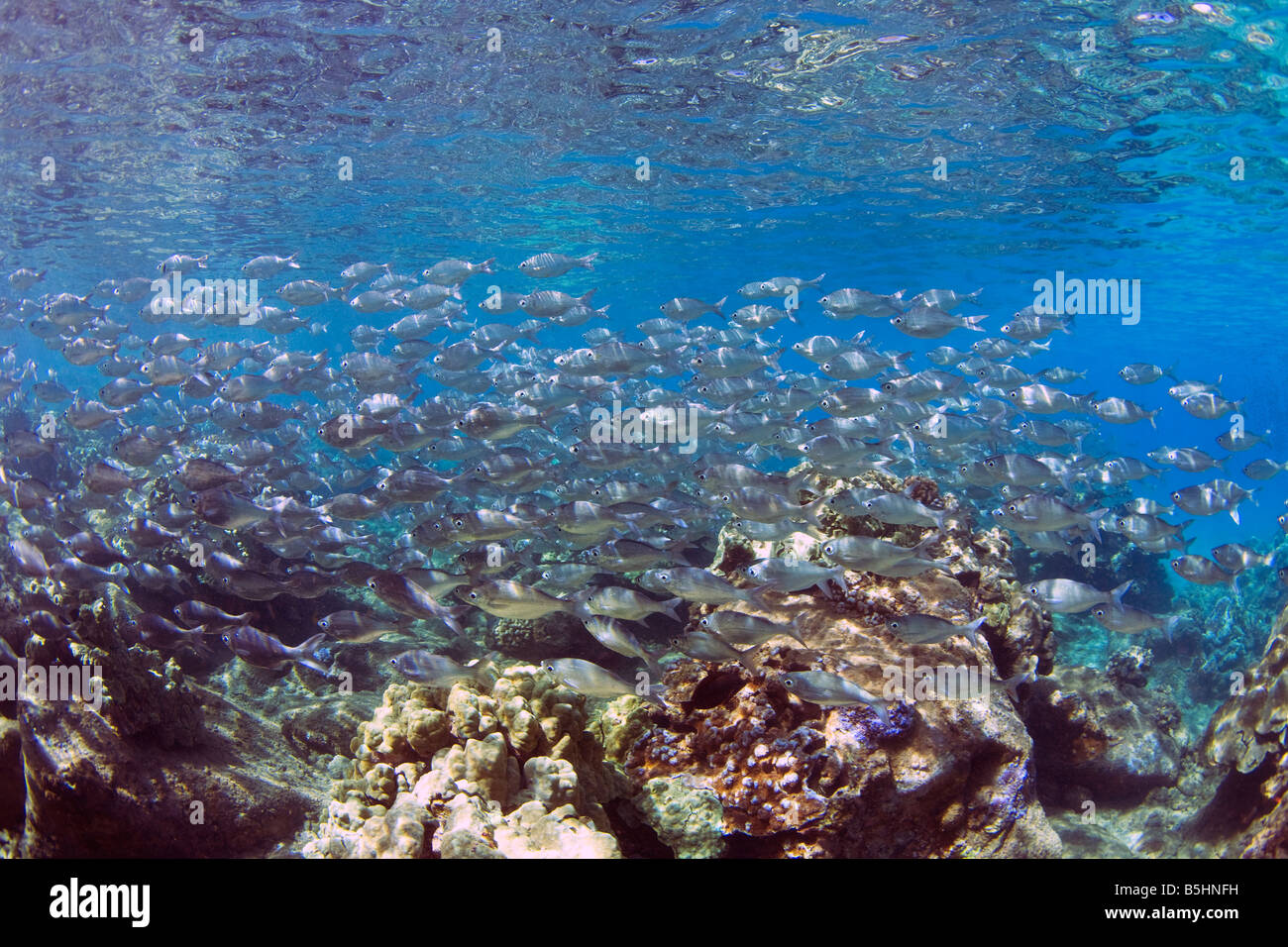 Une école d'Hawaiian Flagtail poissons nagent à Honolua Bay, Maui, Hawaii. Banque D'Images
