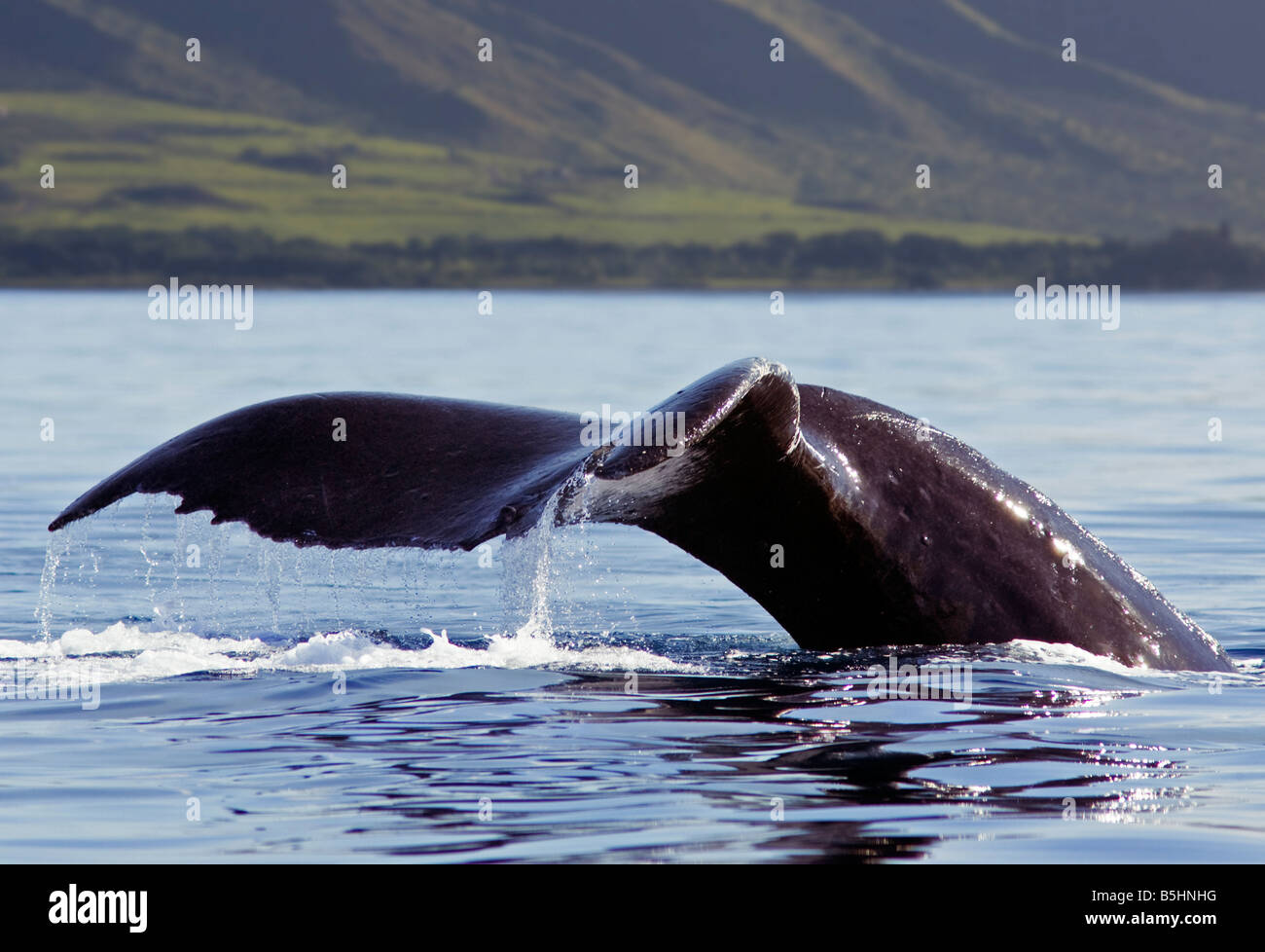 Une queue de baleine à bosse de l'eau s'égoutte sur le chemin vers le bas au large de Maui, Hawaii. Banque D'Images