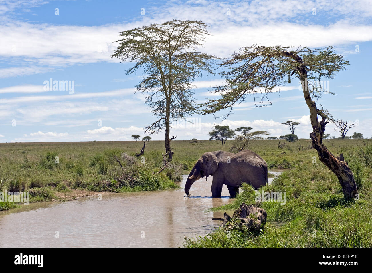 Bull Elephant (Loxodonta africana) boire à la rivière Seronera Serengeti en Tanzanie Banque D'Images