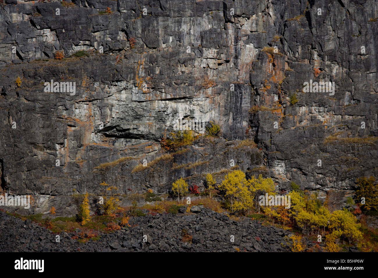 Changer les couleurs en forêt de bouleaux le long Vistasvagge dans le nord de la Suède Banque D'Images