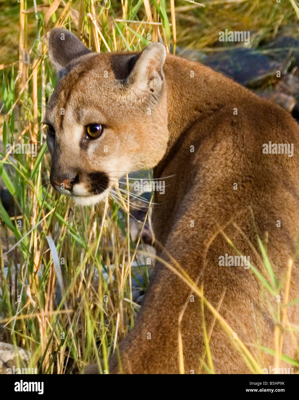 Mountain lion d'alerte dans l'herbe haute - conditions contrôlées Banque D'Images