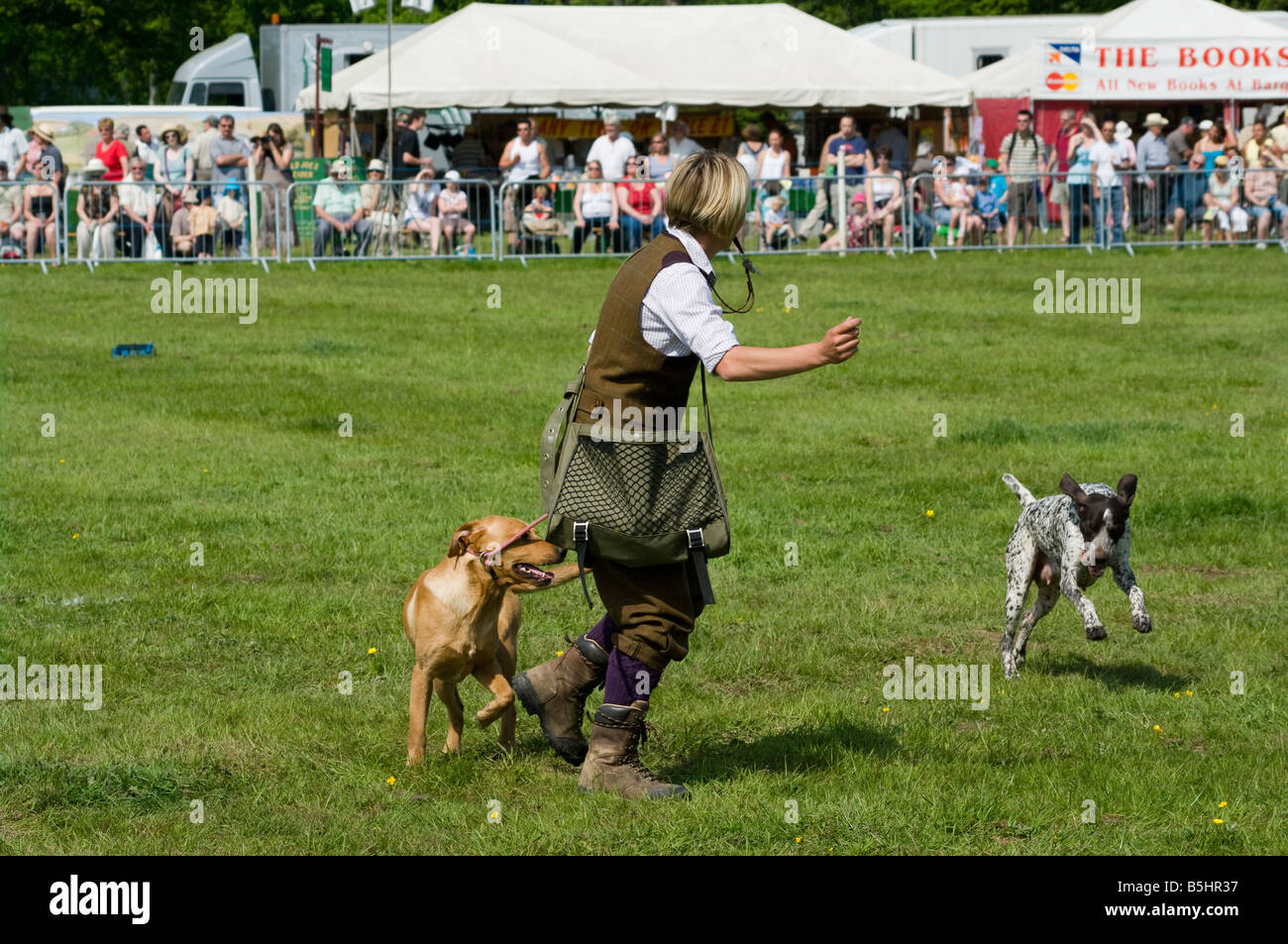 Chien-chien avec 2 Chiens de Travail Rallye Betchworth Surrey gundogs Cowpie Banque D'Images