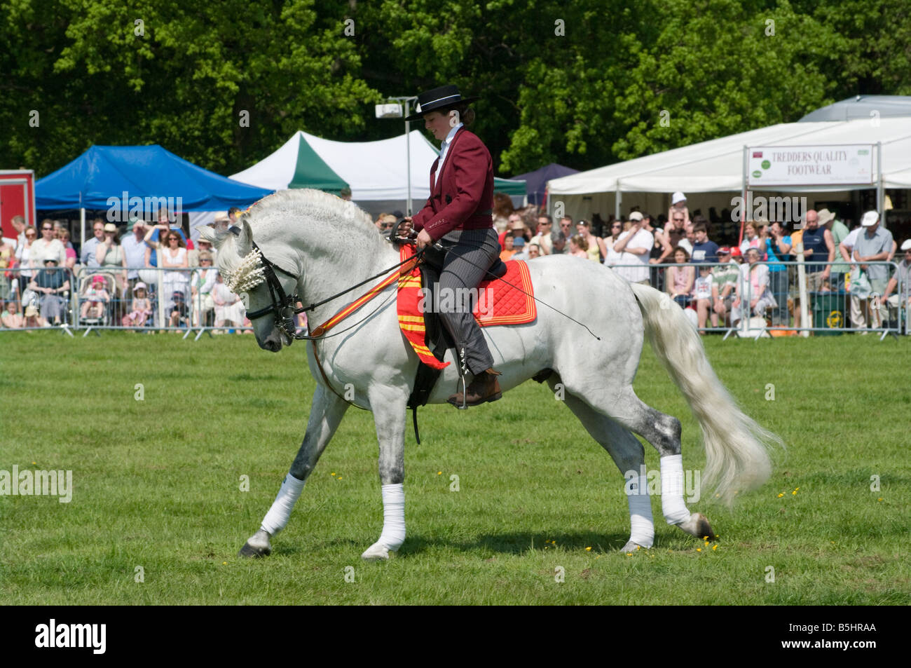 Étalon andalou avec une femelle Rider en costume traditionnel Rallye Cowpie Betchworth Surrey personne personne un cheval blanc Banque D'Images