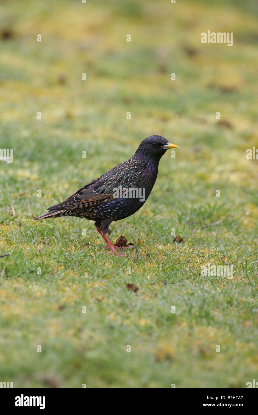 STARLING Sternus vulgaris SUR HERBE VUE AVANT Banque D'Images